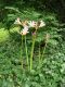 image of Lycoris squamigera