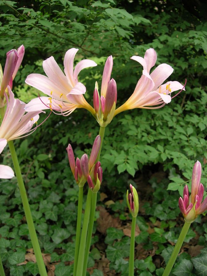 Amaryllidaceae Lycoris squamigera