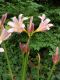 image of Lycoris squamigera
