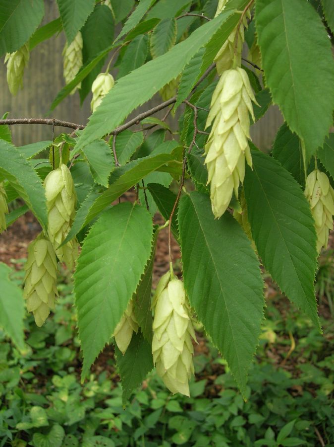 Betulaceae Ostrya caroliniana