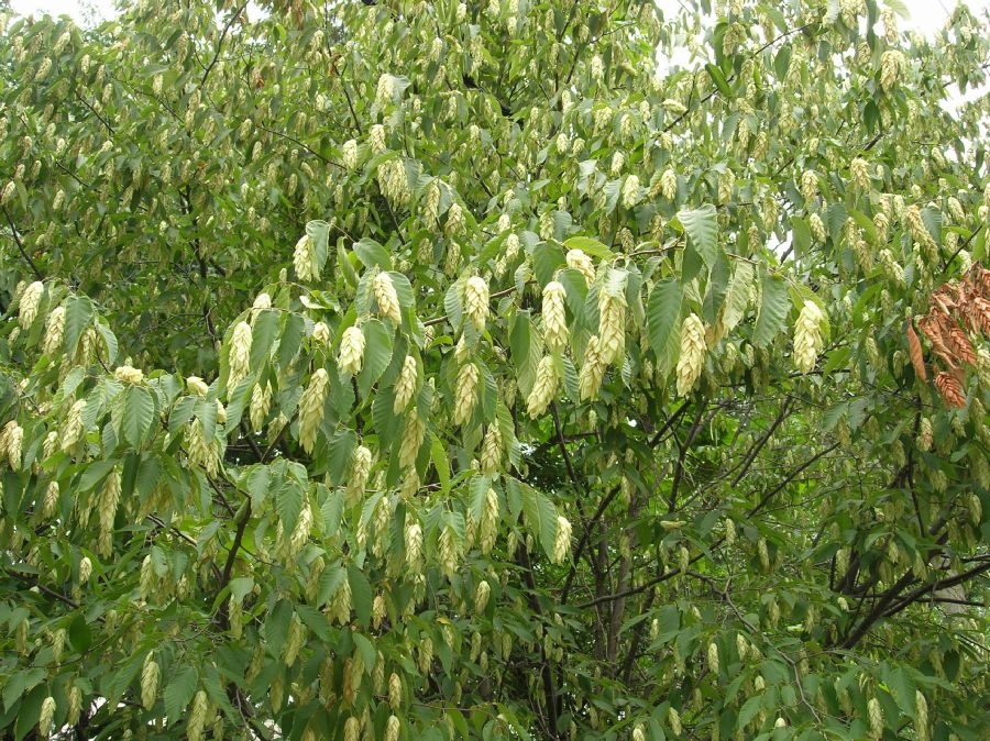 Betulaceae Ostrya caroliniana