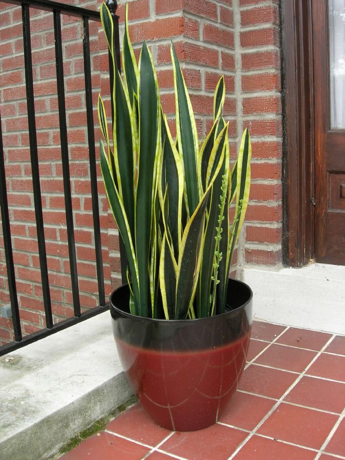 Asparagaceae Sansevieria trifasciata