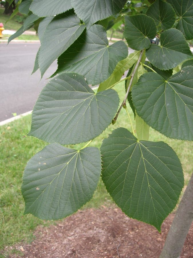 Tiliaceae Tilia americana