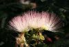 image of Albizia julibrissin