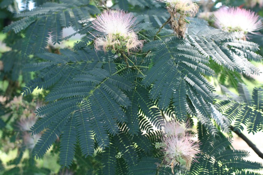 Fabaceae Albizia julibrissin