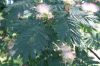 image of Albizia julibrissin
