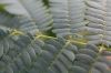image of Albizia julibrissin