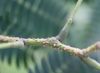 image of Albizia julibrissin