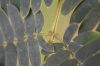 image of Albizia julibrissin