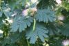 image of Albizia julibrissin