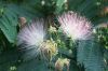 image of Albizia julibrissin
