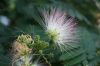 image of Albizia julibrissin