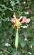 image of Campsis radicans