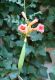 image of Campsis radicans