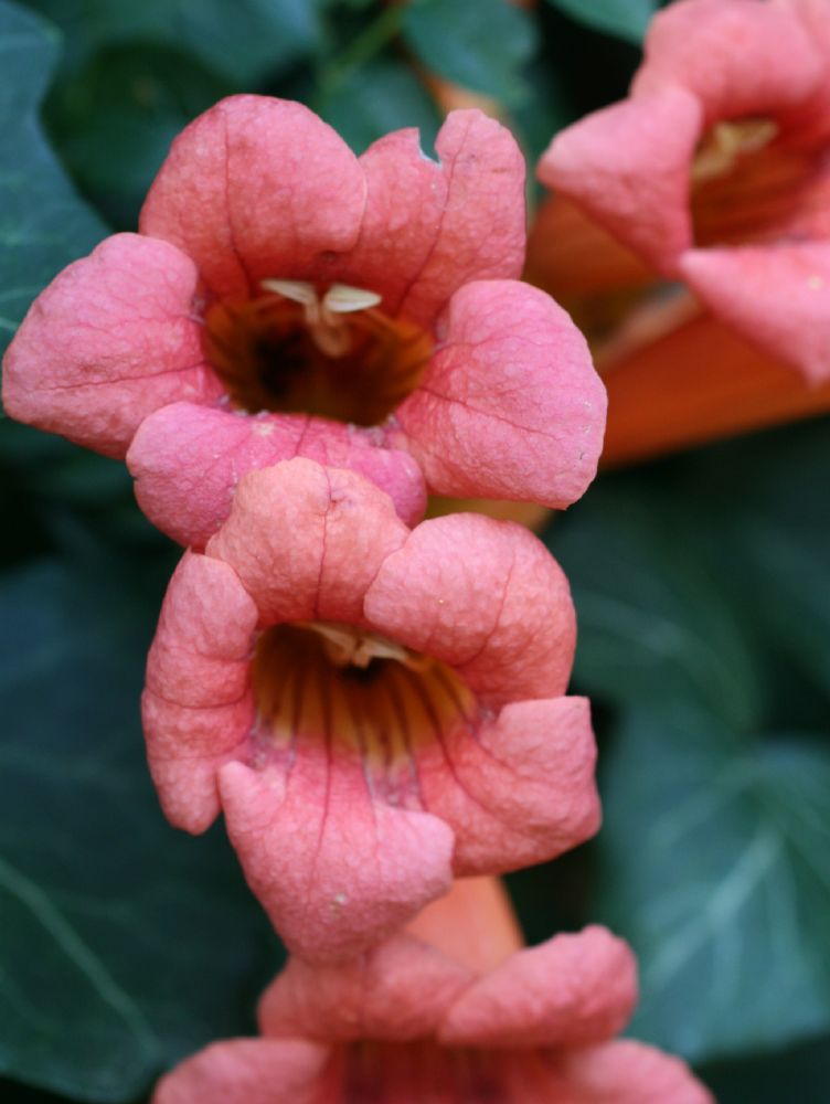 Bignoniaceae Campsis radicans