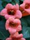 image of Campsis radicans