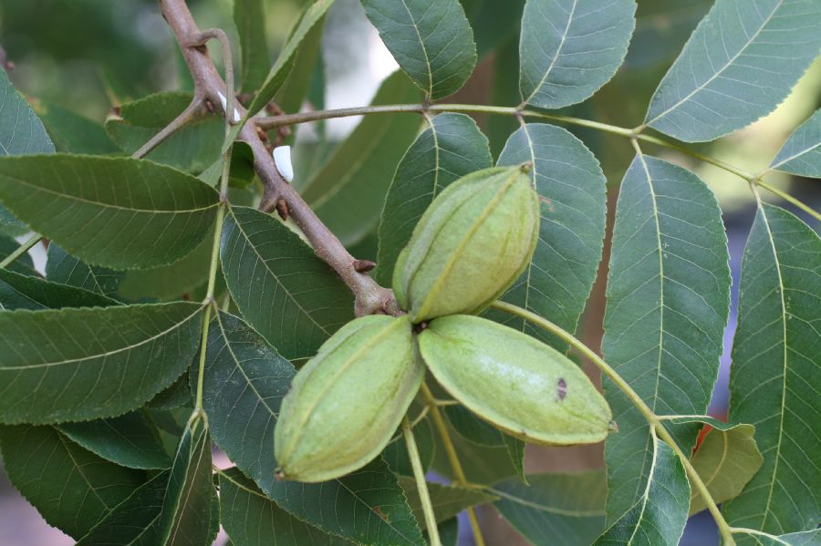 Juglandaceae Carya illinoensis