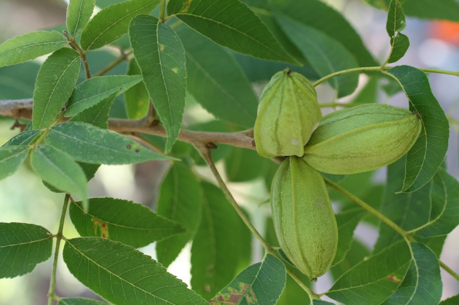 Juglandaceae Carya illinoensis