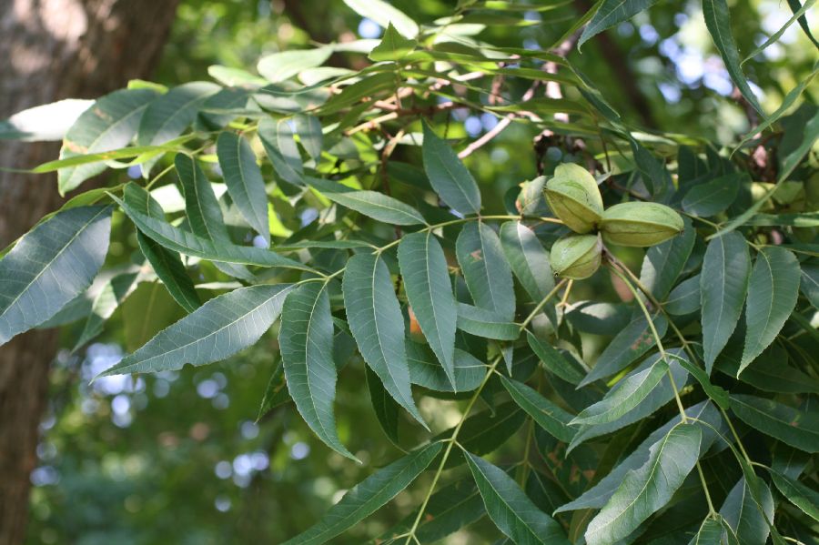 Juglandaceae Carya illinoensis