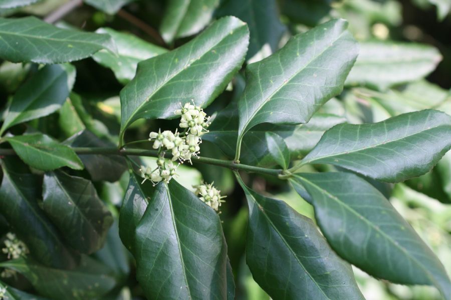 Celastraceae Euonymus fortunei