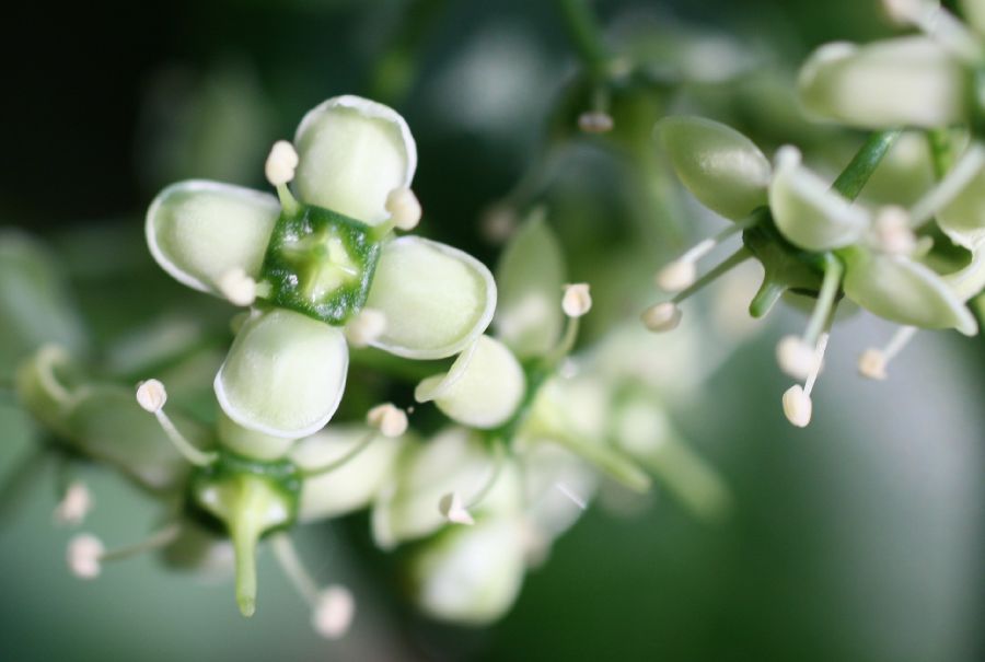 Celastraceae Euonymus fortunei