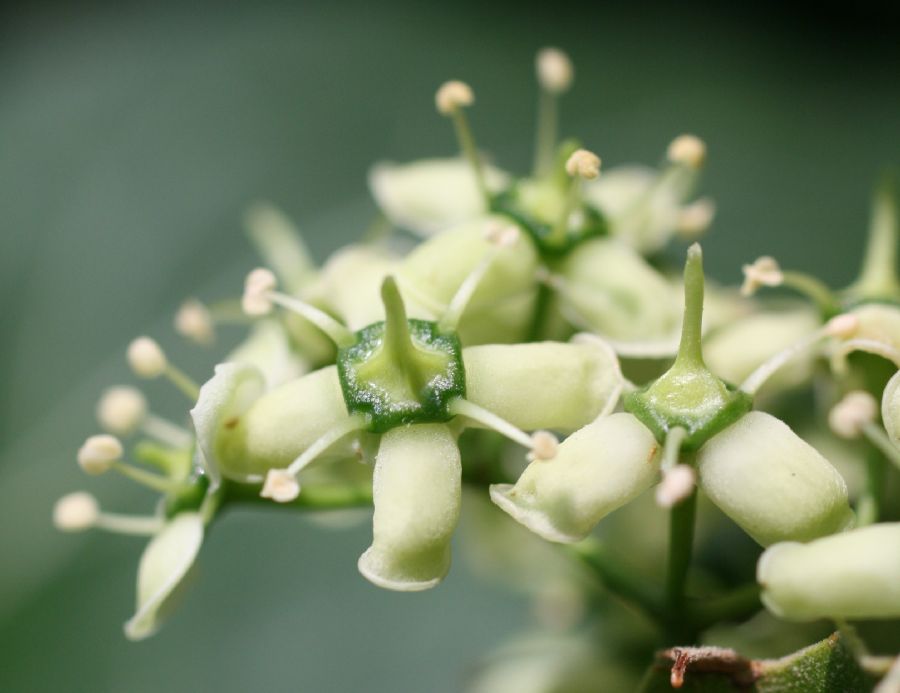 Celastraceae Euonymus fortunei