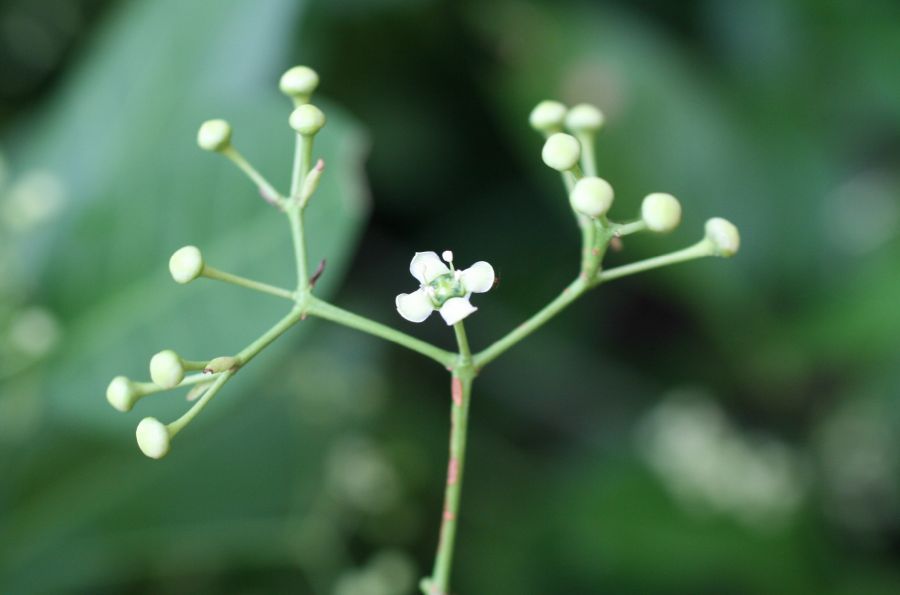 Celastraceae Euonymus fortunei