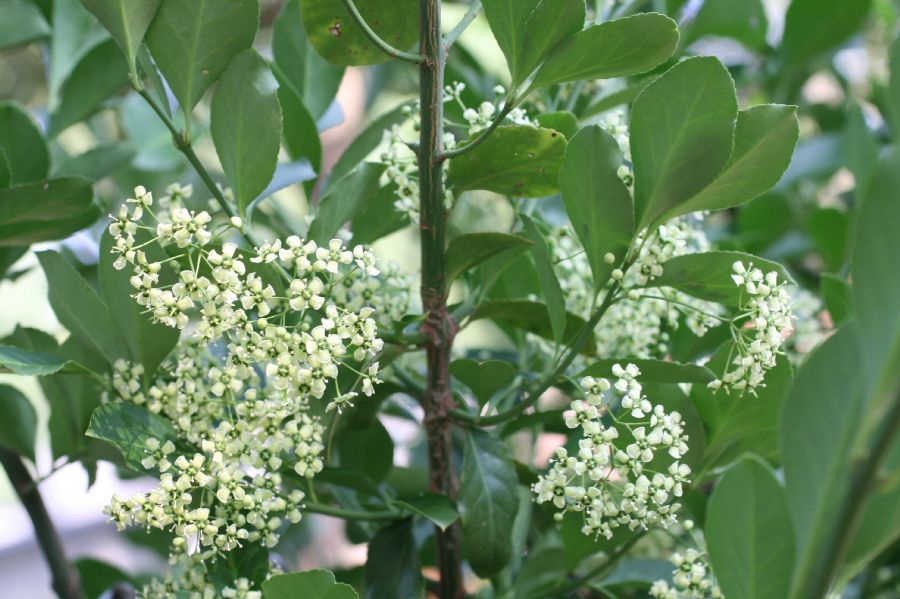 Celastraceae Euonymus fortunei