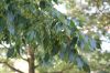 image of Fraxinus americana
