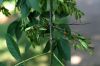 image of Fraxinus americana