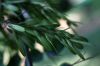 image of Fraxinus americana