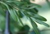 image of Fraxinus americana