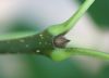 image of Fraxinus americana