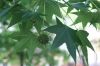 image of Liquidambar styraciflua