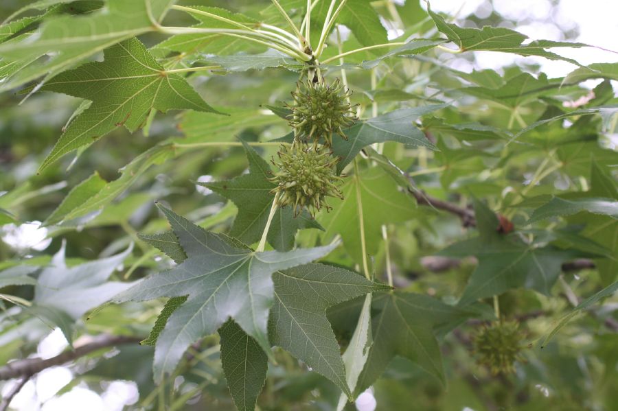 Altingiaceae Liquidambar styraciflua