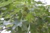 image of Liquidambar styraciflua