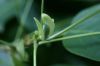 image of Liriodendron tulipifera