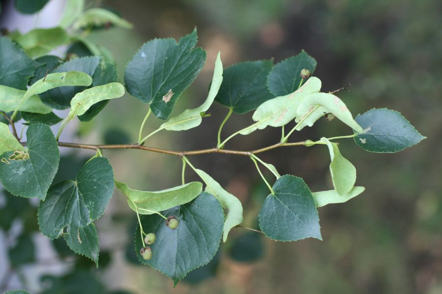 Tiliaceae Tilia cordata