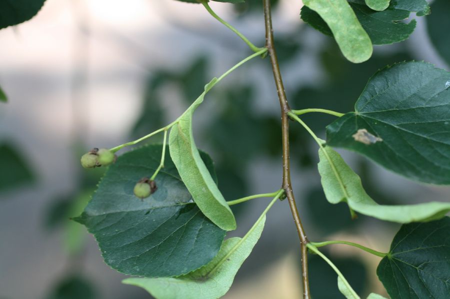 Tiliaceae Tilia cordata
