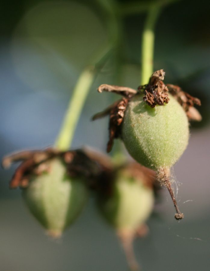 Tiliaceae Tilia cordata