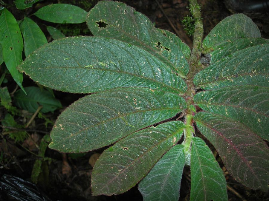 Gesneriaceae Columnea 