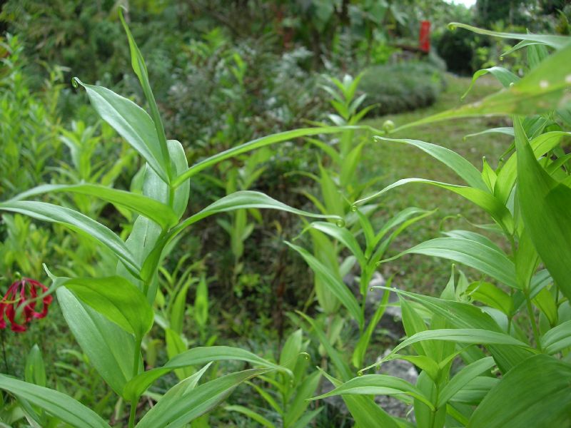 Colchicaceae Gloriosa superba