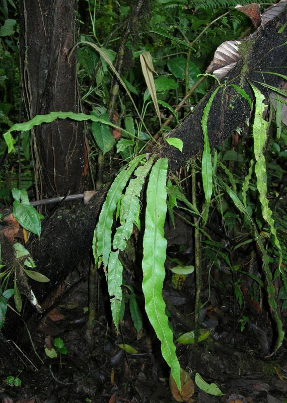 Dryopteridaceae Elaphoglossum decurrens