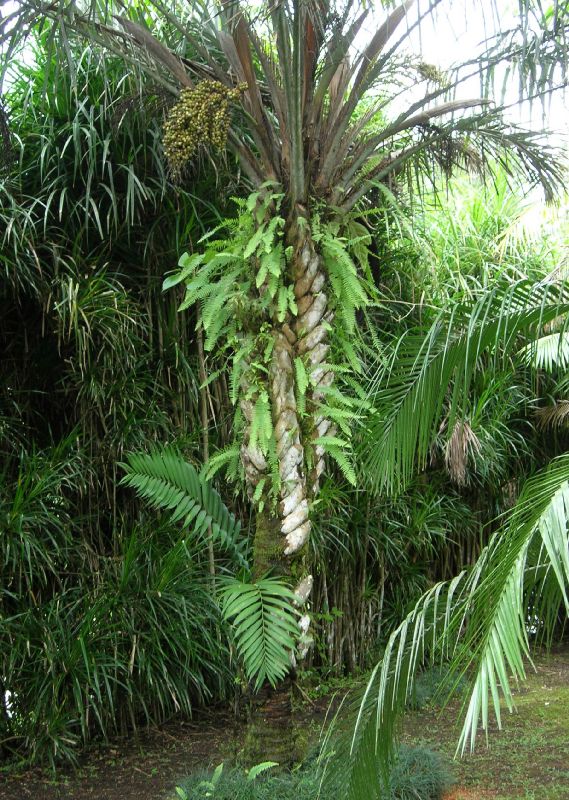 Nephrolepidaceae Nephrolepis undulata
