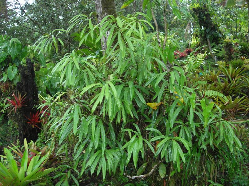 Oleandraceae Oleandra costaricensis