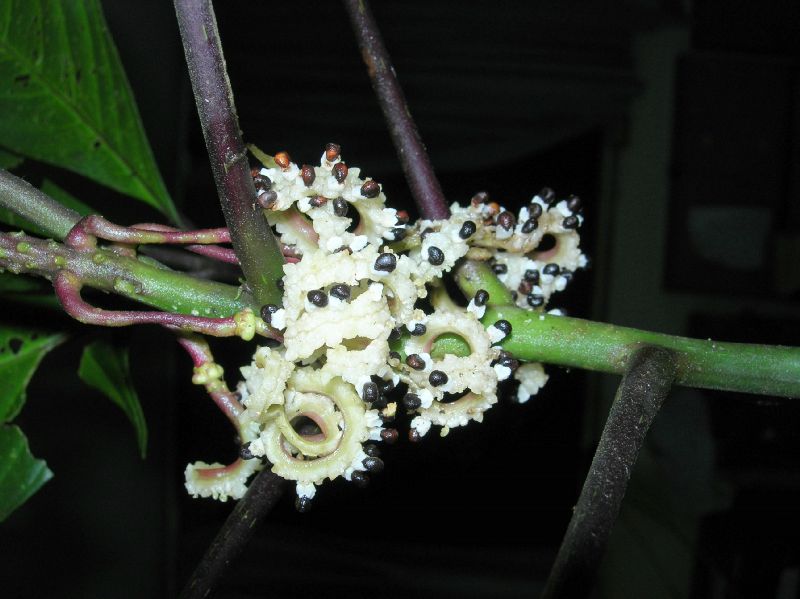 Cleomaceae Podandrogyne decipiens