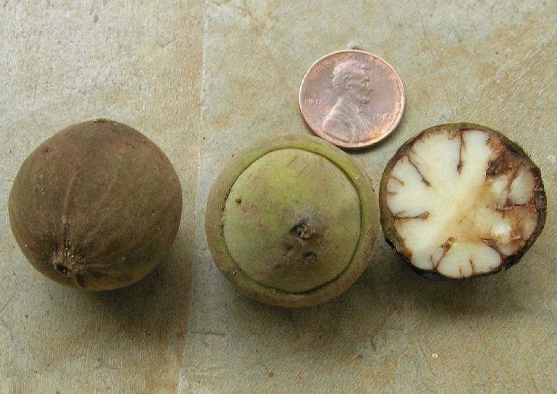 Hernandiaceae Hernandia 