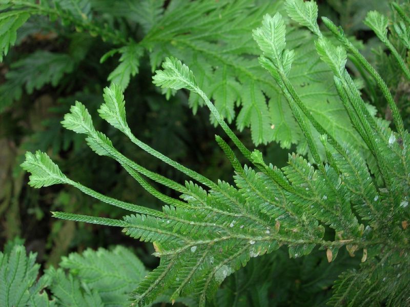 Selaginellaceae Selaginella oaxacana
