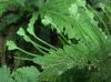 image of Selaginella oaxacana