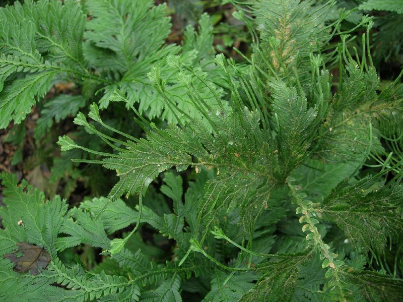 Selaginellaceae Selaginella oaxacana